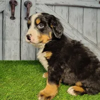 Ozzy, a male Bernese Mountain Dog for sale in Fort Wayne, IN – Photo 1 of 7
