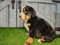 Ozzy, a male Bernese Mountain Dog for sale in Fort Wayne, IN – Photo 1 of 7