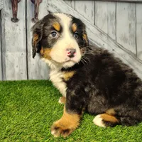 Ozzy, a male Bernese Mountain Dog for sale in Fort Wayne, IN – Photo 6 of 7