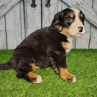 Ozzy, a male Bernese Mountain Dog for sale in Fort Wayne, IN – Photo 5 of 7