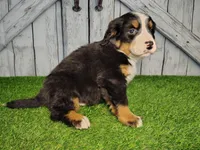 Ozzy, a male Bernese Mountain Dog for sale in Fort Wayne, IN – Photo 5 of 7