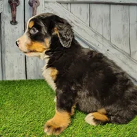 Ozzy, a male Bernese Mountain Dog for sale in Fort Wayne, IN – Photo 2 of 7