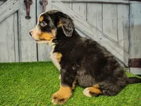 Ozzy, a male Bernese Mountain Dog for sale in Fort Wayne, IN – Photo 2 of 7