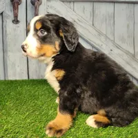 Ozzy, a male Bernese Mountain Dog for sale in Fort Wayne, IN – Photo 7 of 7