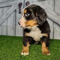 Ozzy, a male Bernese Mountain Dog for sale in Fort Wayne, IN – Photo 3 of 7