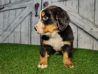 Ozzy, a male Bernese Mountain Dog for sale in Fort Wayne, IN – Photo 3 of 7