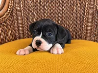 Laramie , a female Olde English Bulldogge for sale in Fort Wayne, IN – 4 of 4