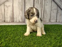Duke, a male Miniature Goldendoodle for sale in Fort Wayne, IN – 4 of 4