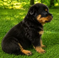 Mia , a female Rottweiler for sale in Fort Wayne, IN – 3 of 3