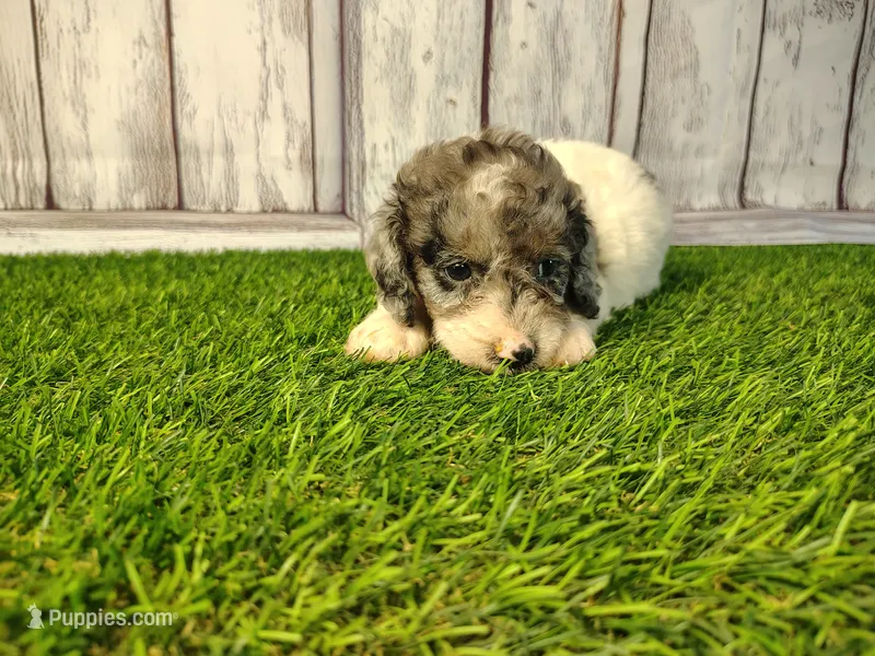Delilah – Miniature Goldendoodle puppy for sale in Fort Wayne, IN