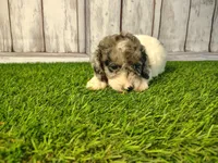 Delilah, a female Miniature Goldendoodle for sale in Fort Wayne, IN – 1 of 4