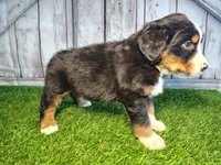 Hunter, a male Australian Shepherd and Bernese Mountain Dog for sale in Fort Wayne, IN – 2 of 4