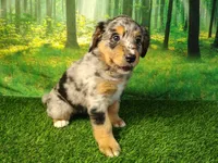 Amira, a female Australian Shepherd and Bernese Mountain Dog for sale in Fort Wayne, IN – 2 of 4