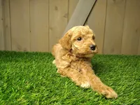 Layla, a female Poodle - Miniature  for sale in Fort Wayne, IN – 2 of 6