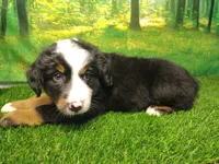 Atlas, a male Australian Shepherd and Bernese Mountain Dog for sale in Fort Wayne, IN – 2 of 5