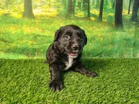 Nova , a female Golden Retriever and Labrador Retriever for sale in Fort Wayne, IN – 5 of 5