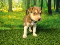 Yelena, a female German Shepherd Dog and Siberian Husky for sale in Fort Wayne, IN – 4 of 4