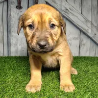 Eden, a female German Shepherd Dog and Labrador Retriever for sale in Fort Wayne, IN – Photo 2 of 4