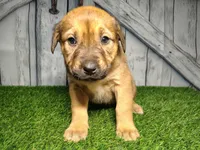 Eden, a female German Shepherd Dog and Labrador Retriever for sale in Fort Wayne, IN – Photo 2 of 4