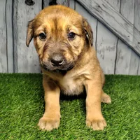 Eden, a female German Shepherd Dog and Labrador Retriever for sale in Fort Wayne, IN – Photo 4 of 4