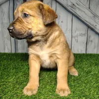 Eden, a female German Shepherd Dog and Labrador Retriever for sale in Fort Wayne, IN – Photo 3 of 4