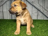 Eden, a female German Shepherd Dog and Labrador Retriever for sale in Fort Wayne, IN – Photo 3 of 4