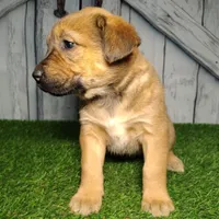 Eden, a female German Shepherd Dog and Labrador Retriever for sale in Fort Wayne, IN – Photo 1 of 4