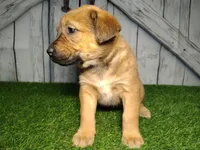 Eden, a female German Shepherd Dog and Labrador Retriever for sale in Fort Wayne, IN – Photo 1 of 4