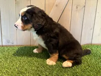 Aaron, a male Bernese Mountain Dog for sale in Fort Wayne, IN – 4 of 5