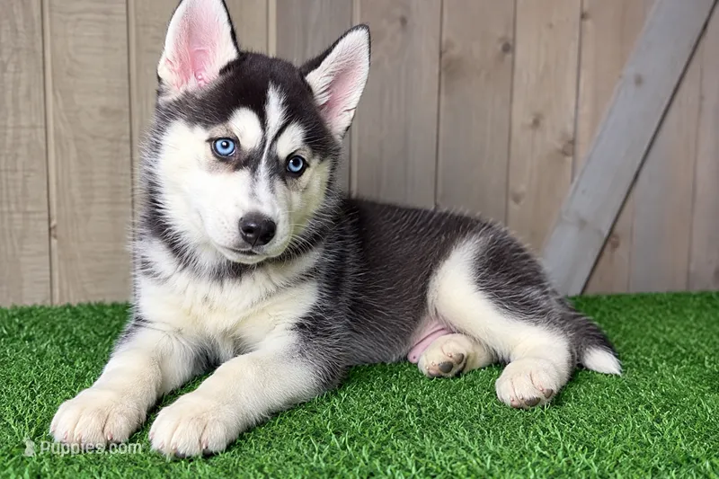 Ginger – Siberian Husky puppy for sale in Fort Wayne, IN