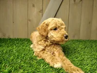 Layla, a female Poodle - Miniature  for sale in Fort Wayne, IN – 5 of 6