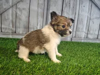 Lena, a female Pomeranian and Poodle - Miniature  for sale in Fort Wayne, IN – 5 of 8