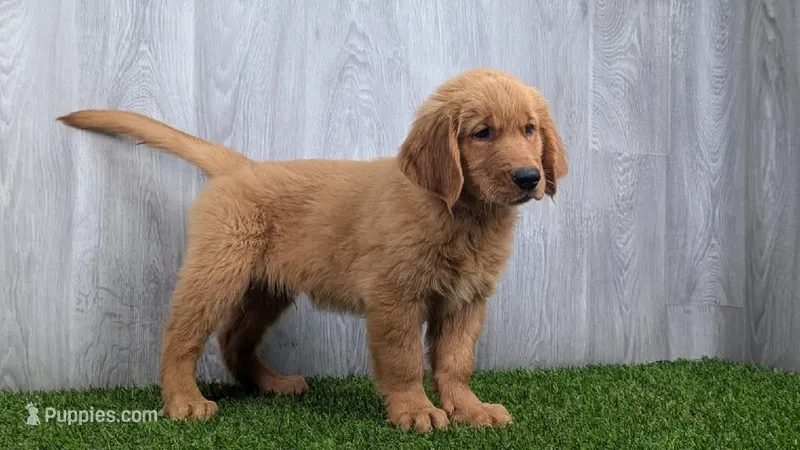 Alvin  – Golden Retriever puppy for sale in Fort Wayne, IN