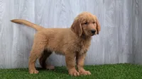 Alvin , a male Golden Retriever for sale in Fort Wayne, IN – 1 of 2