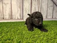 Denver , a male Miniature Goldendoodle for sale in Fort Wayne, IN – 2 of 4