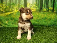Yana, a female German Shepherd Dog and Siberian Husky for sale in Fort Wayne, IN – 5 of 5