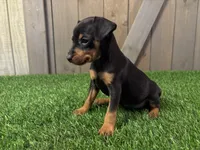 Sully, a male Miniature Pinscher for sale in Fort Wayne, IN – 5 of 5