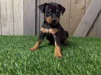 Scout, a male Miniature Pinscher for sale in Fort Wayne, IN – 5 of 6