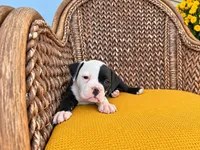 Laken, a male Olde English Bulldogge for sale in Fort Wayne, IN – 1 of 2