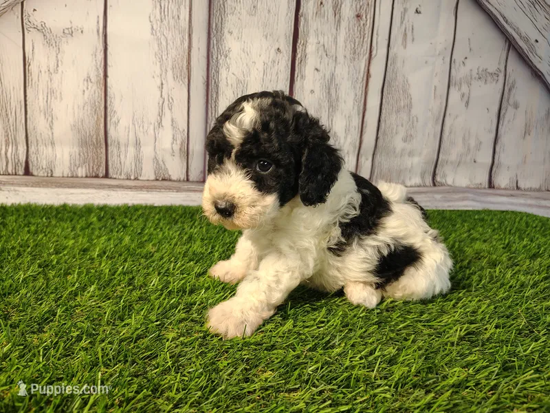 Dash  – Miniature Goldendoodle puppy for sale in Fort Wayne, IN