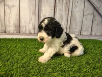 Dash , a male Miniature Goldendoodle for sale in Fort Wayne, IN – 1 of 4