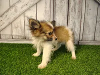 Loki, a male Pomeranian and Poodle - Miniature  for sale in Fort Wayne, IN – 5 of 5