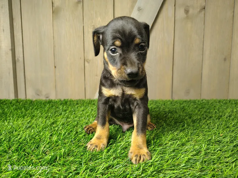 Milo – Miniature Pinscher puppy for sale in Fort Wayne, IN