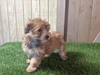 Ember, a female Morkie for sale in Fort Wayne, IN – 9 of 9