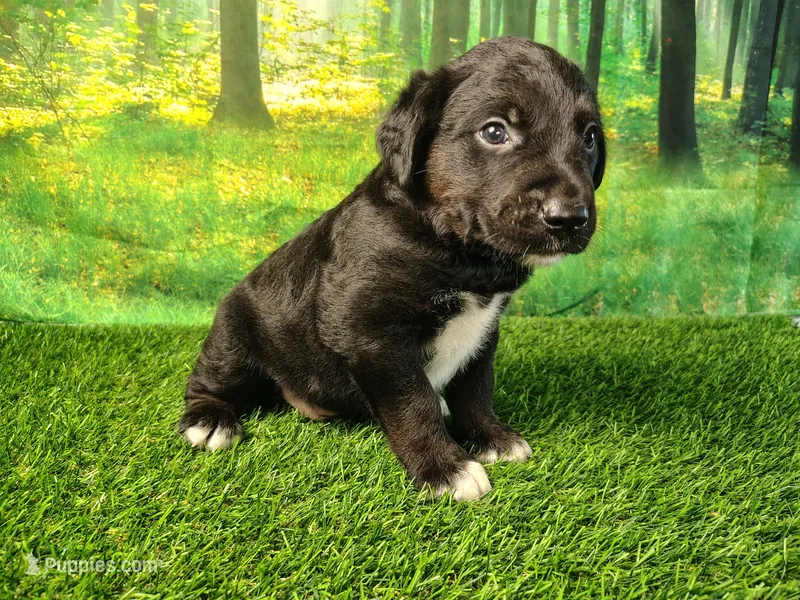 Nash – Golden Retriever, Labrador Retriever puppy for sale in Fort Wayne, IN