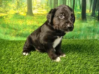 Nash, a male Golden Retriever and Labrador Retriever for sale in Fort Wayne, IN – 1 of 4