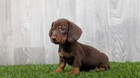 Marc, a male Miniature Dachshund for sale in Fort Wayne, IN – 2 of 3