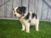 Lola, a female Pomeranian and Poodle - Miniature  for sale in Fort Wayne, IN – 4 of 5