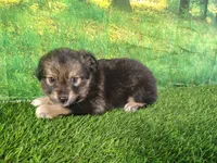 Trixie , a female American Bulldog and Australian Shepherd for sale in Fort Wayne, IN – 4 of 5
