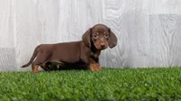 Marc, a male Miniature Dachshund for sale in Fort Wayne, IN – 3 of 3